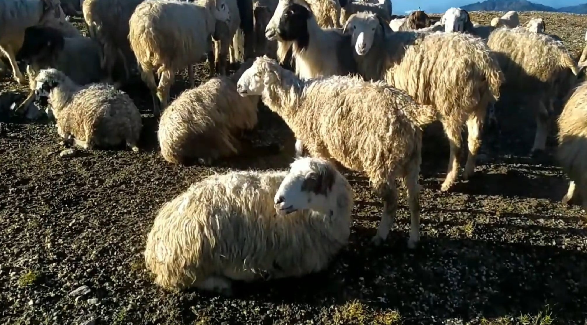 Sheep during Muldai View Point Trek